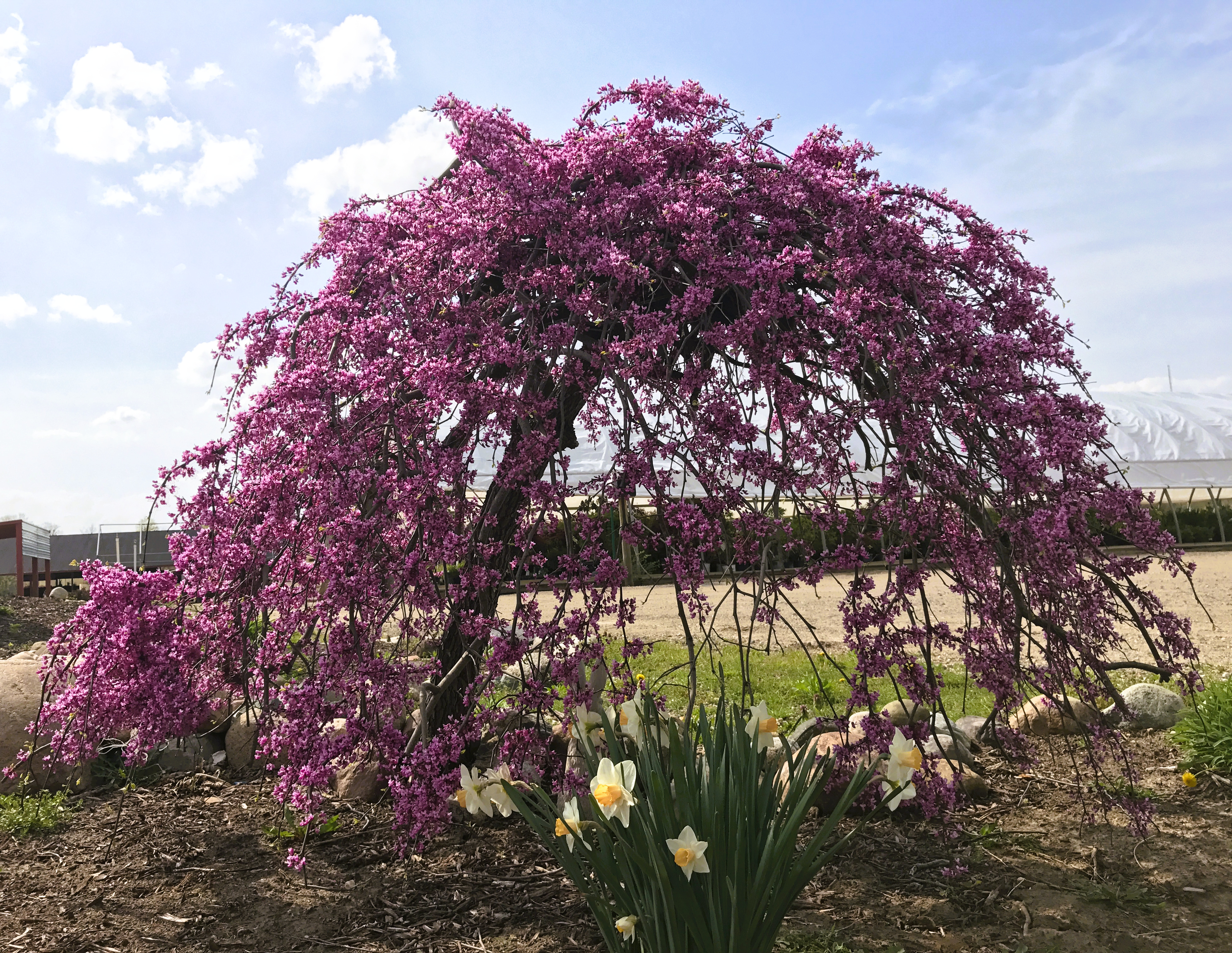 Lavender Twist Weeping Redbud